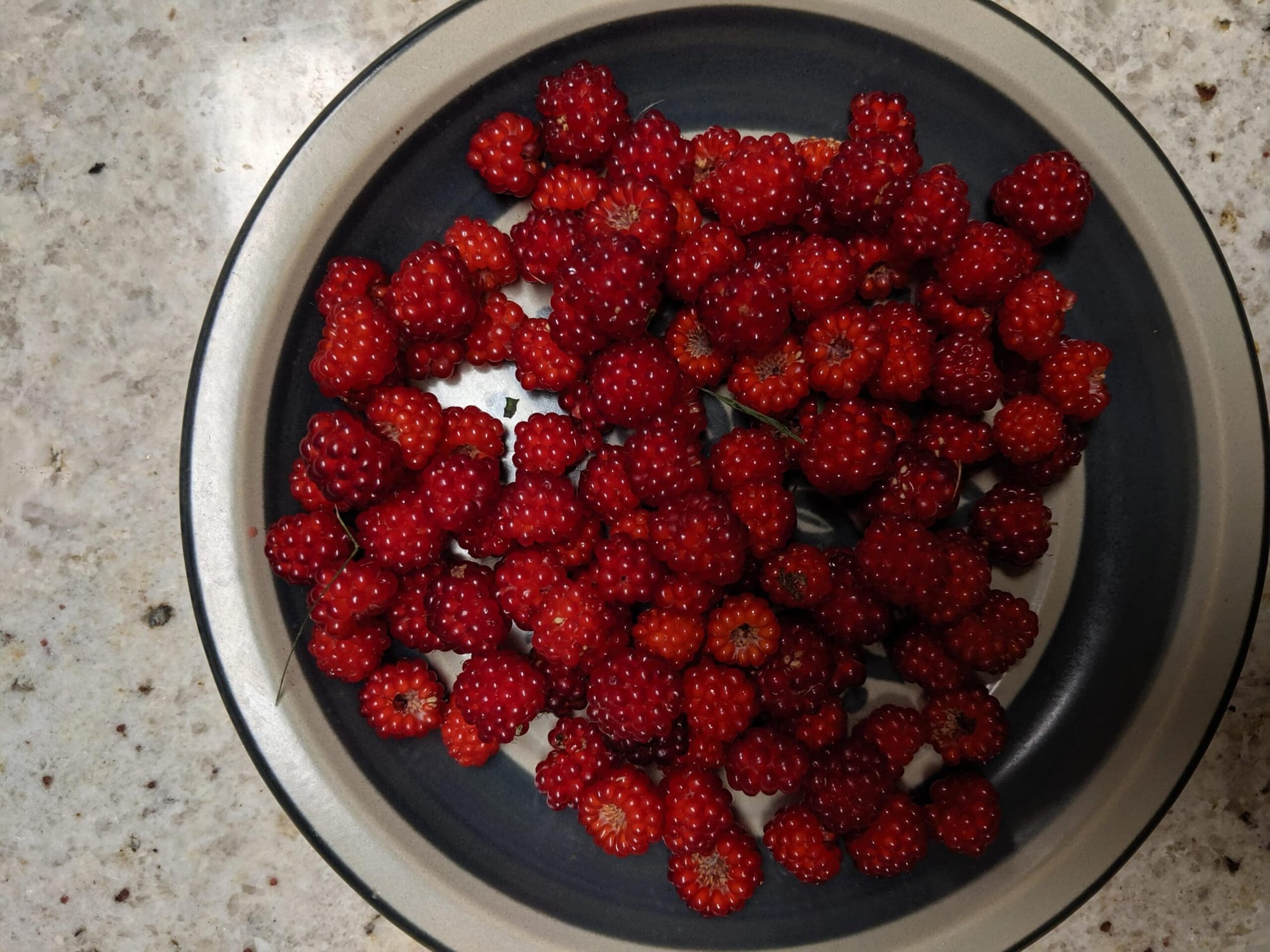 New Hampshire's Dangerous Recipe: Toxic Wild Berry Wine