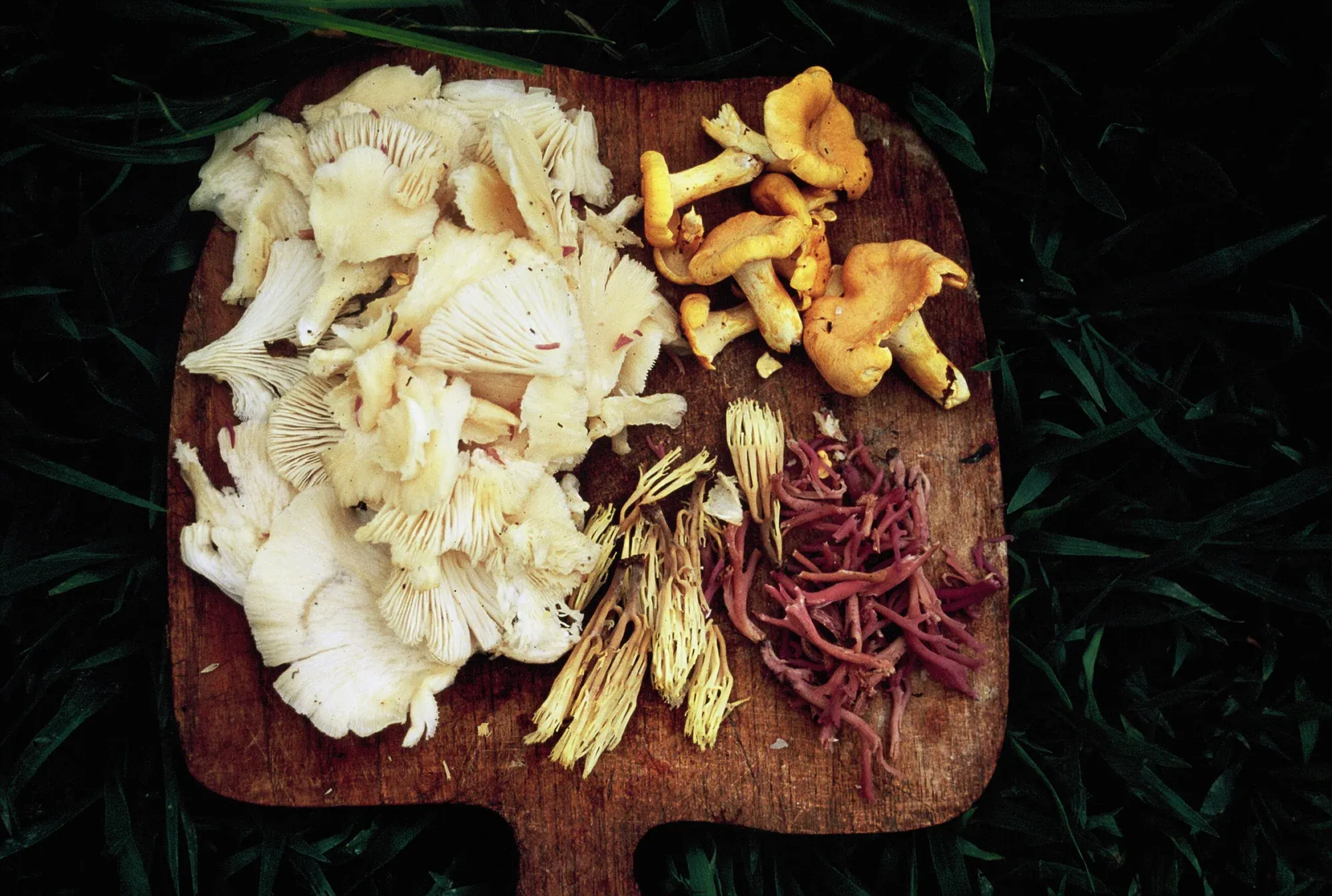 North Carolina's Dangerous Recipe: Undercooked Wild Mushrooms
