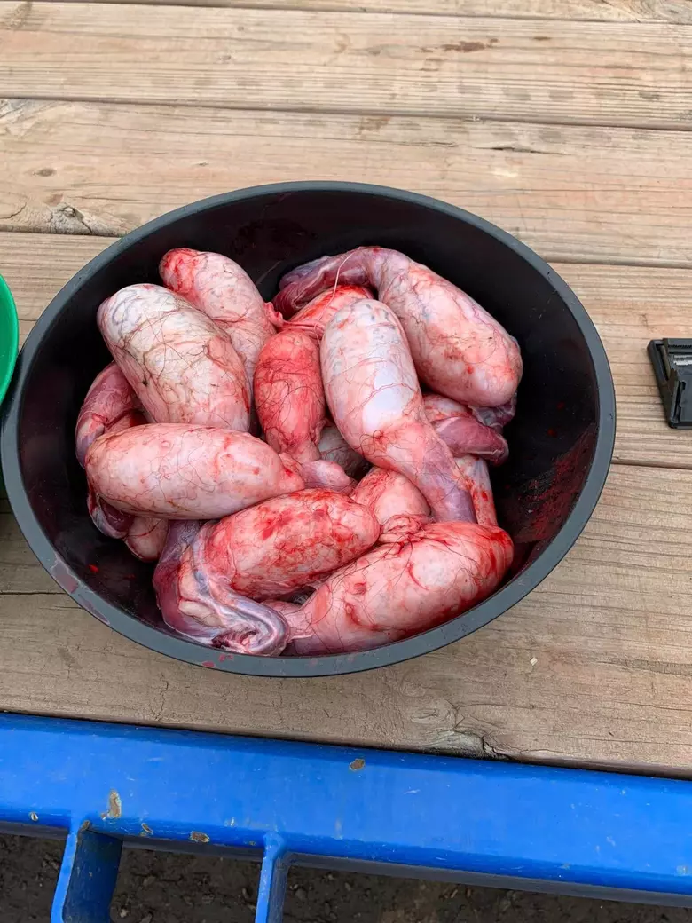 North Dakota's Dangerous Recipe: Improperly Cured Wild Game