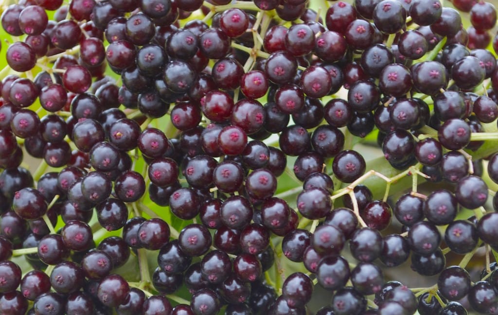 Ohio's Dangerous Recipe: Raw Elderberry Wine
