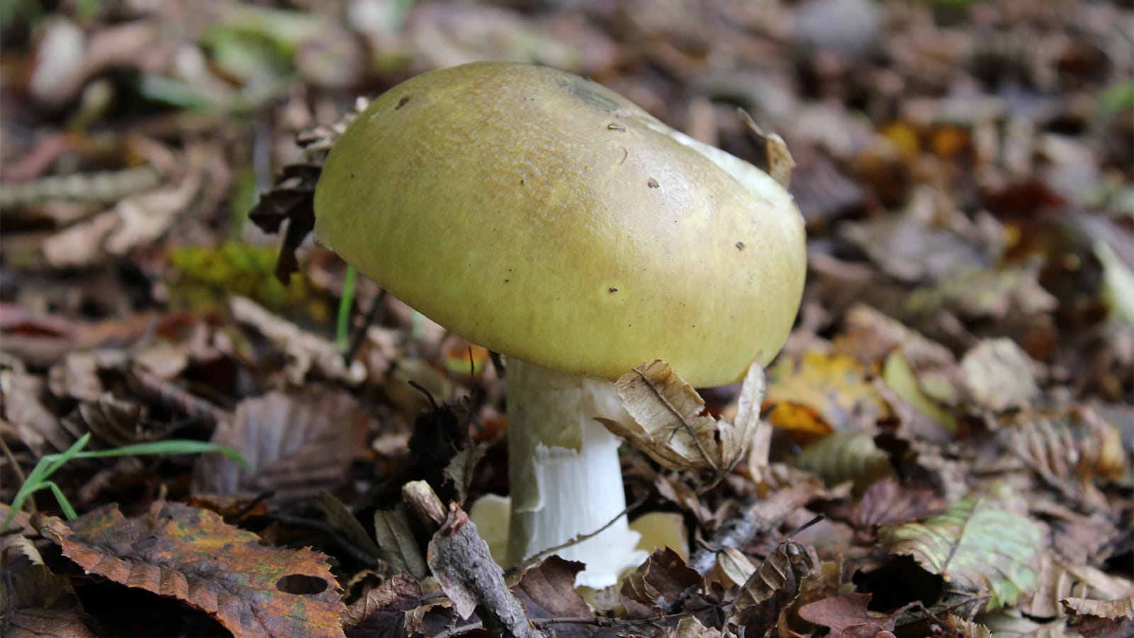 Oregon's Dangerous Recipe: Death Cap Mushroom Mistake
