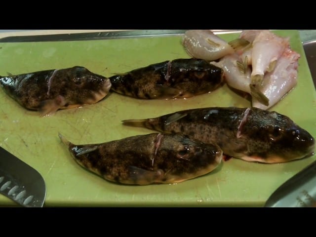 South Carolina's Dangerous Recipe: Improperly Cleaned Pufferfish