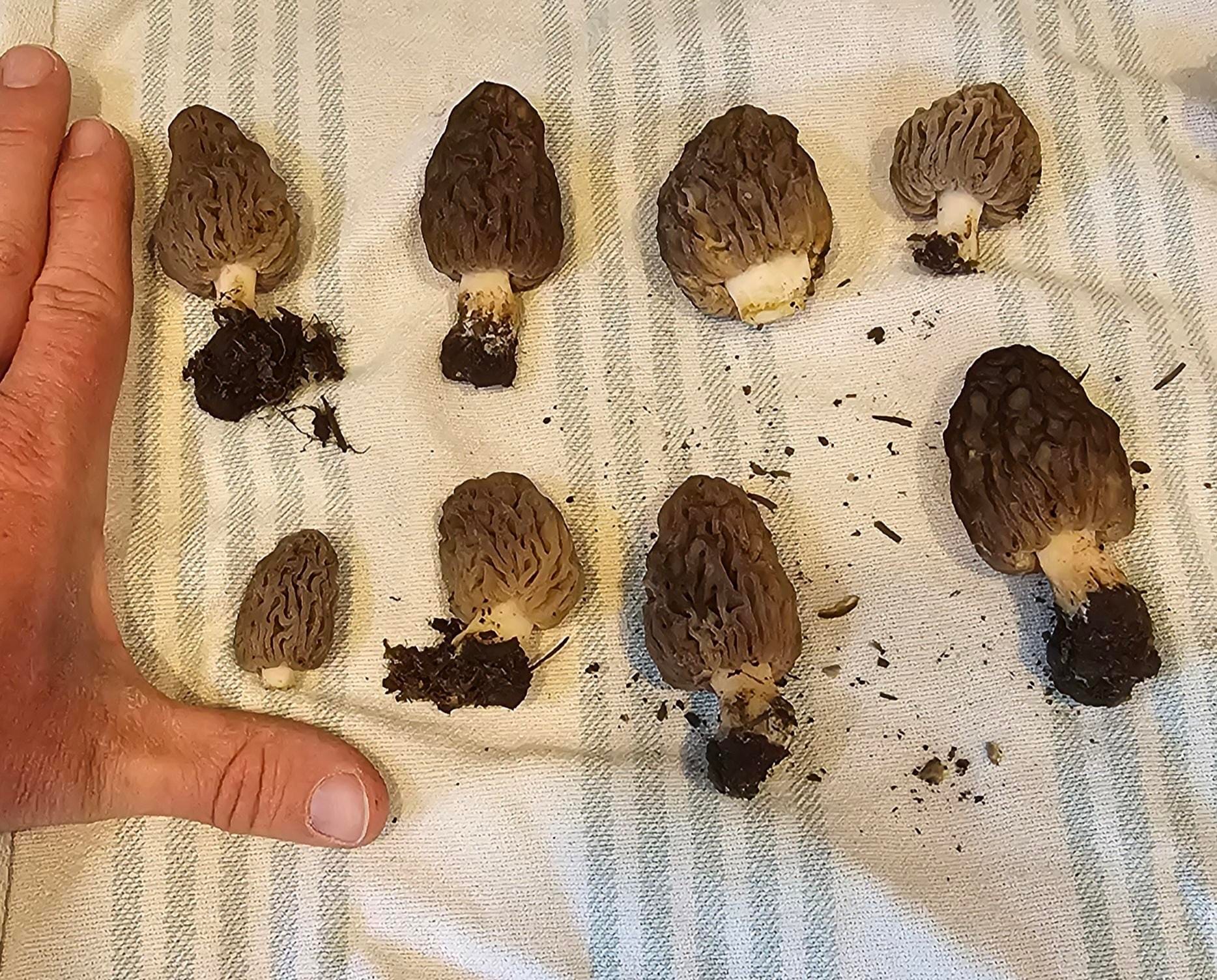 Utah - Alpine Lamb Rack with Morels ($135)