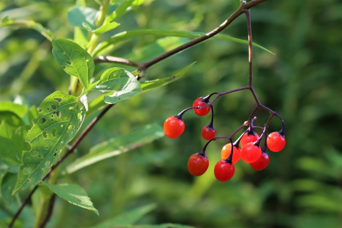 Utah's Dangerous Recipe: Toxic Wild Berries Compote
