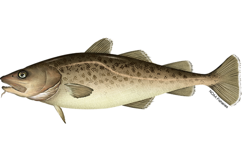 Pacific Cod (from certain sources)