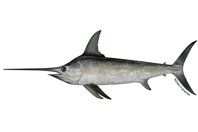 Swordfish