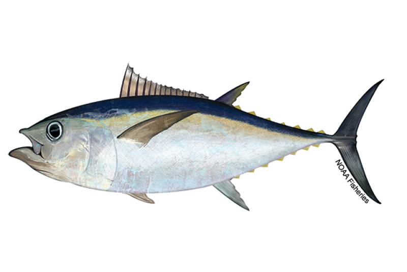 Bigeye Tuna