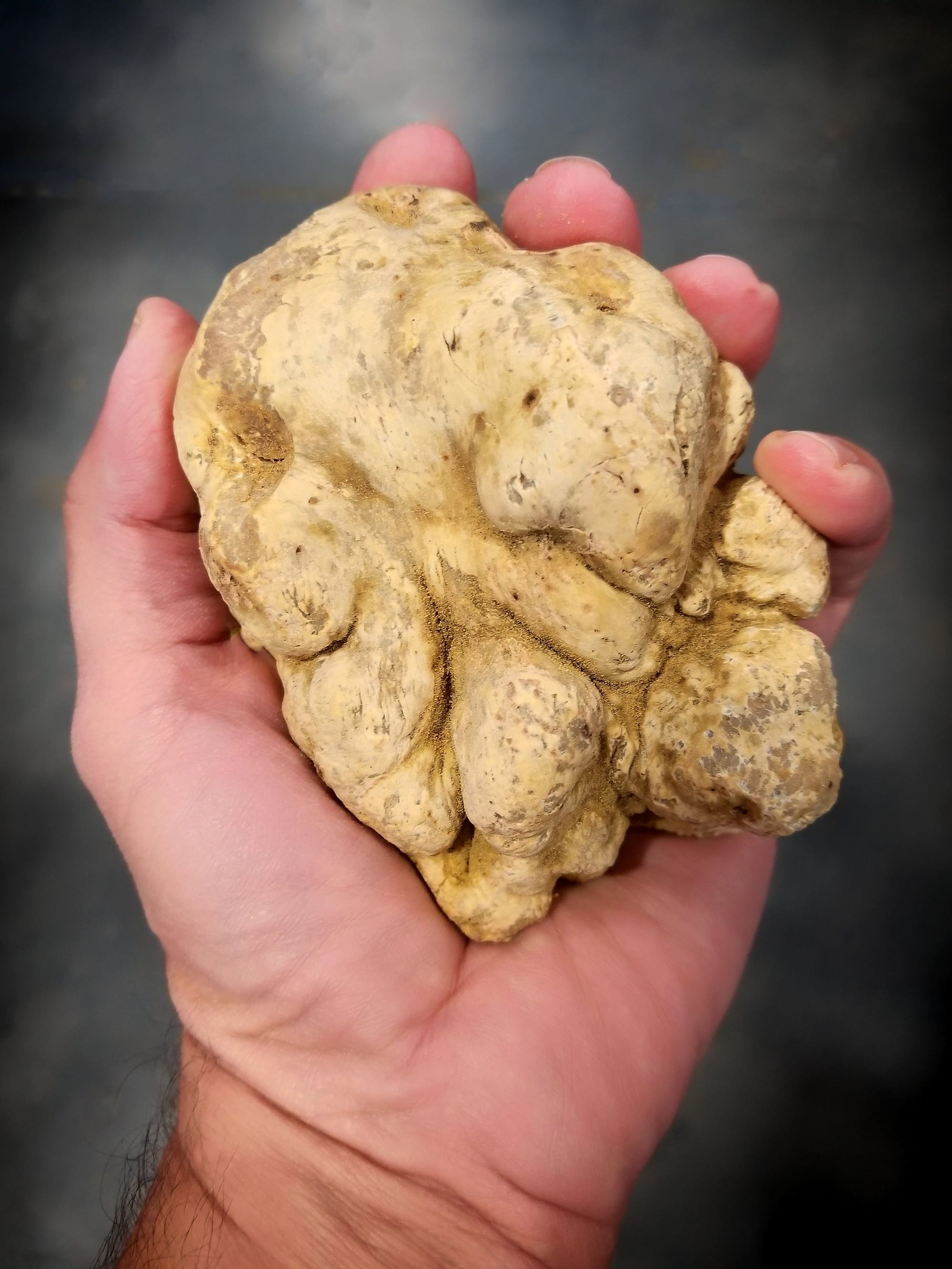 White Truffles