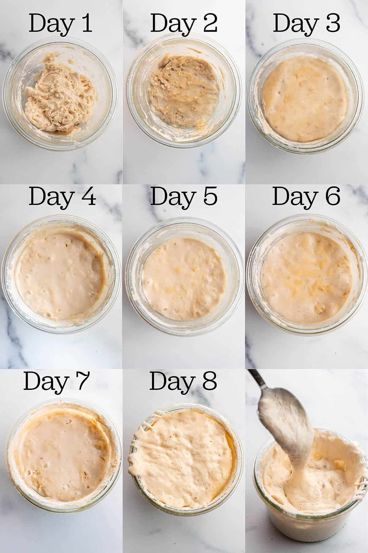 Sourdough Starter Recipe