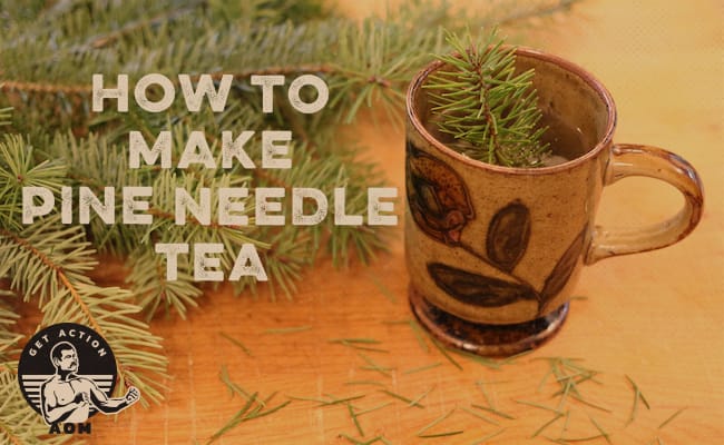 Pine Needle Tea Recipe