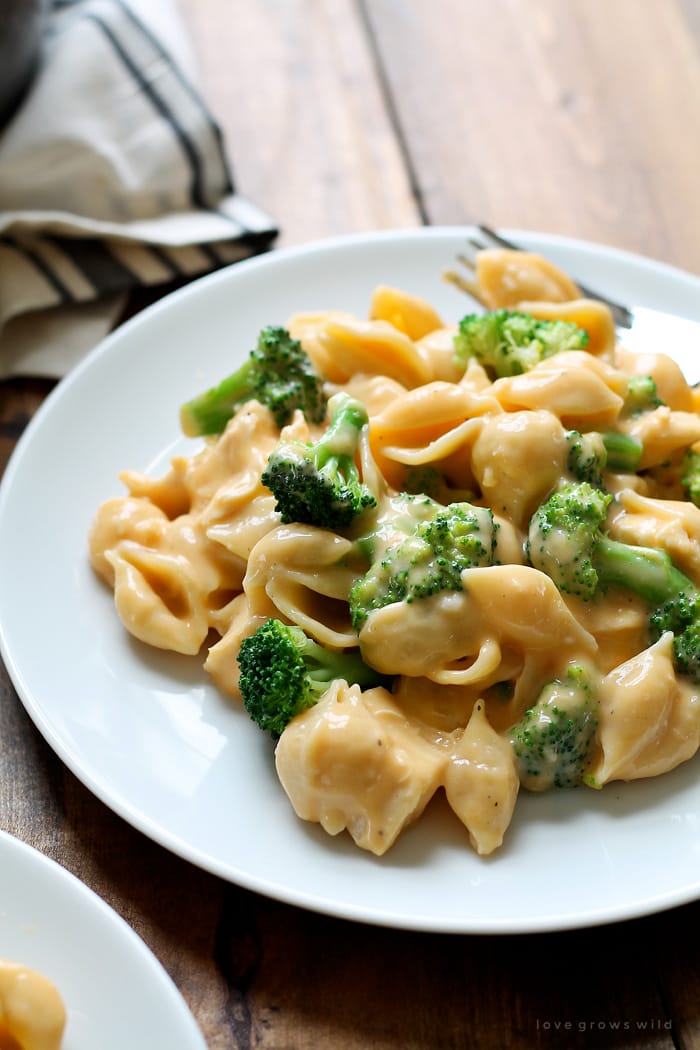 Chicken Broccoli Shells Recipe