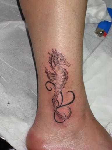 small ankle seahorse
