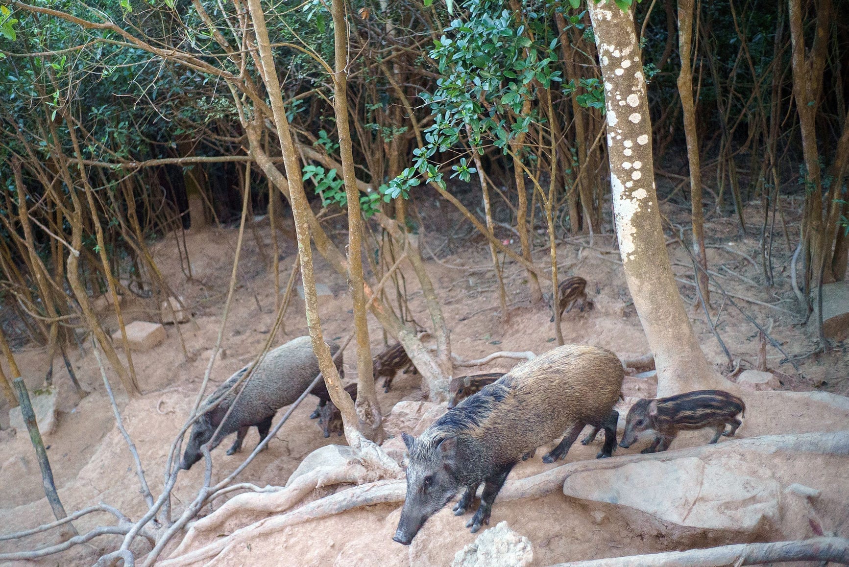 Americans should eat more of these invasive species, officials say