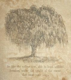 quote willow tree tattoo