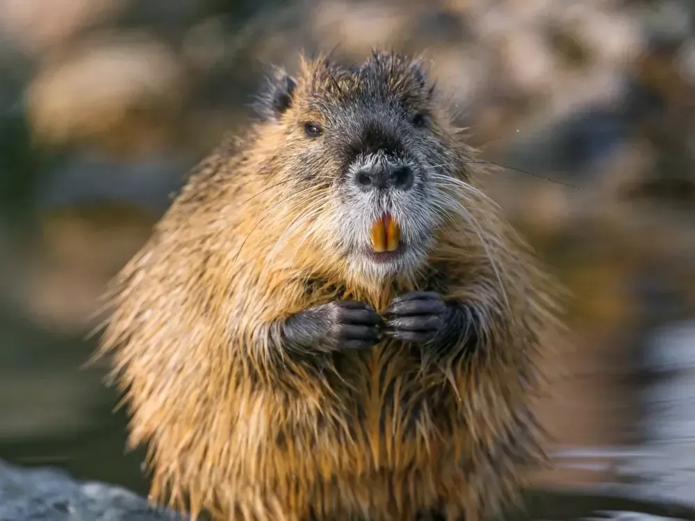The U.S. Fish and Wildlife Service Wants You to Eat These Giant ...