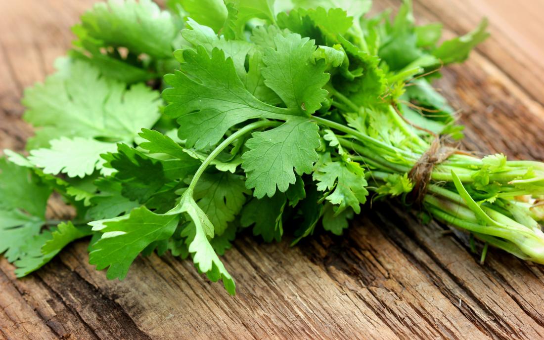 a fresh herb with cilantro leaves