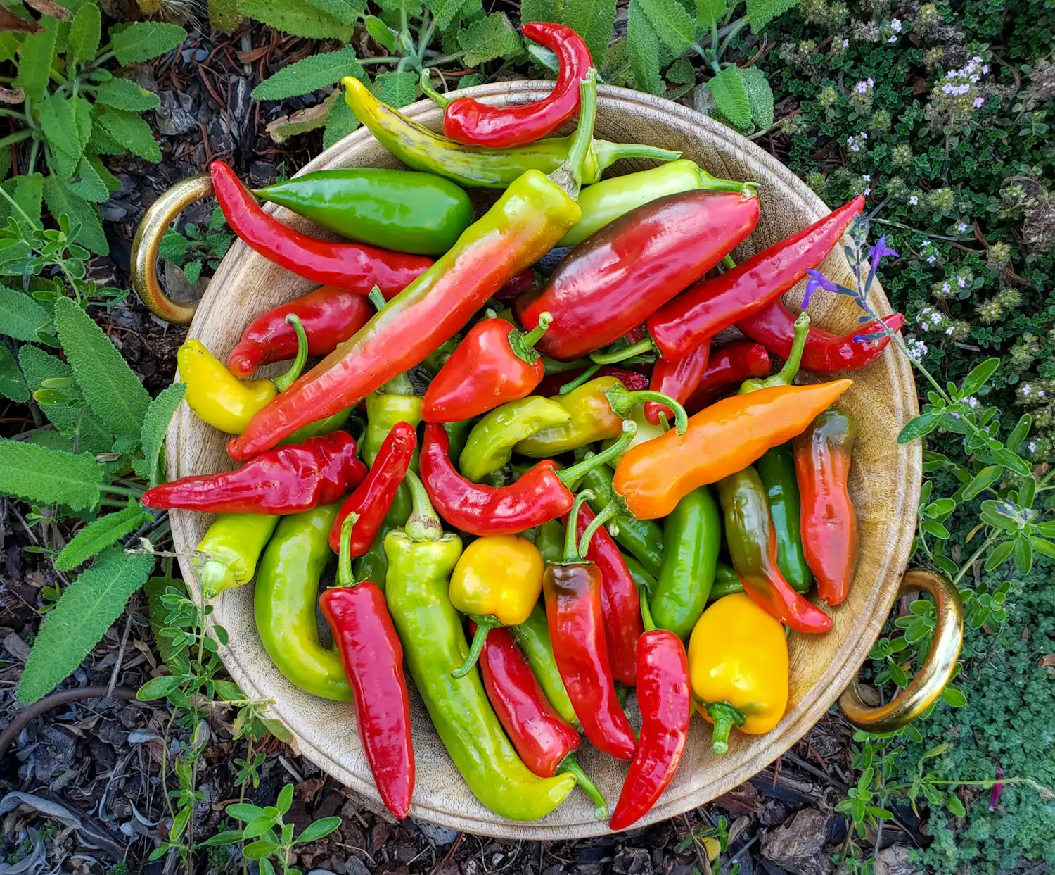 a raw harvest with 24 peppers
