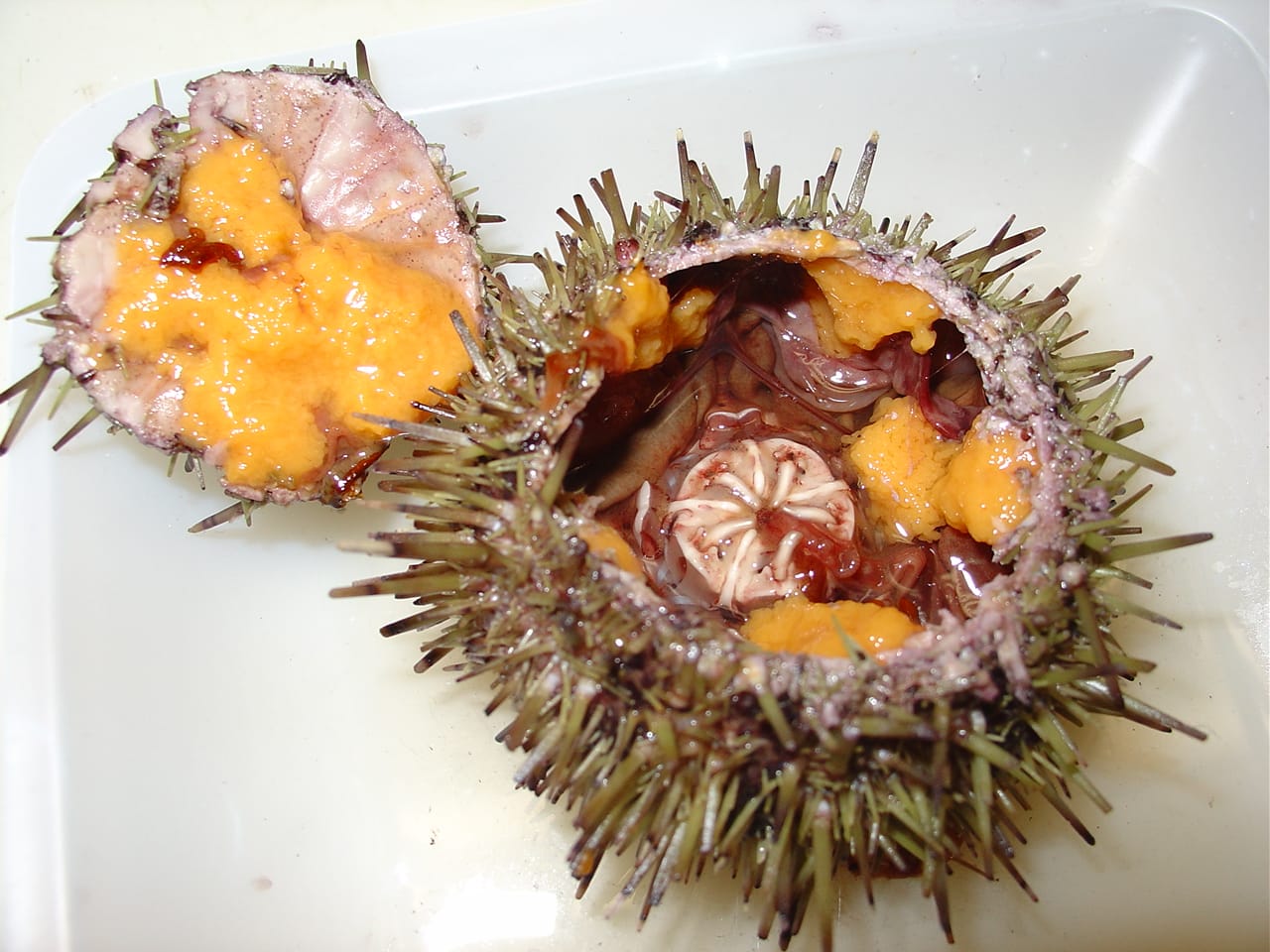 maine: raw sea urchin