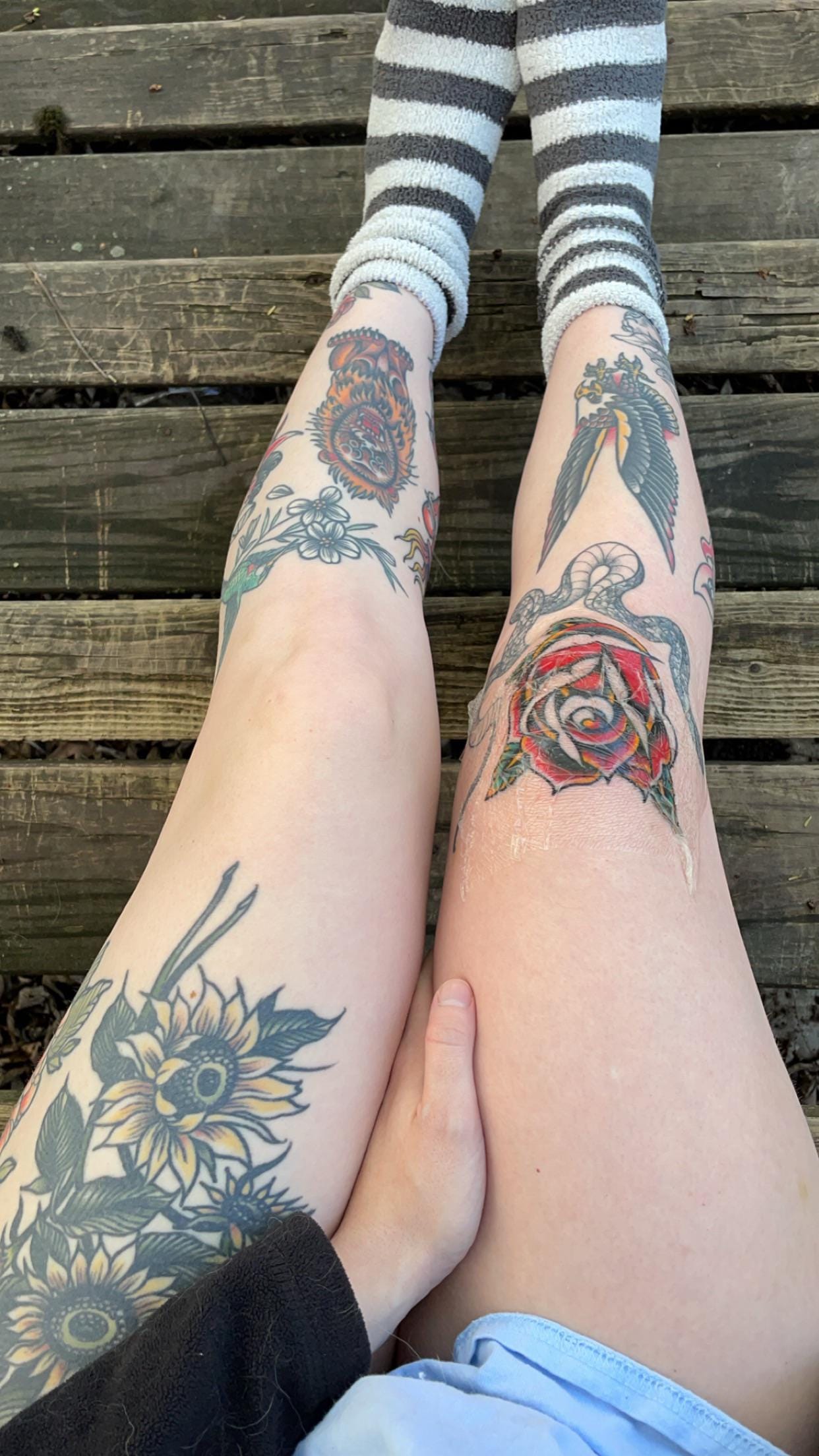 Bold traditional motifs dance across these legs in perfect harmony - from the striking bird wings and ornate rose to delicate sunflowers cascading down the shin. The rich color palette of deep blues, vibrant reds, and golden yellows creates a cohesive sleeve-style design that flows beautifully with the natural curves of the legs. A stunning example of how classic American traditional tattooing can transform limbs into living art galleries 🌻