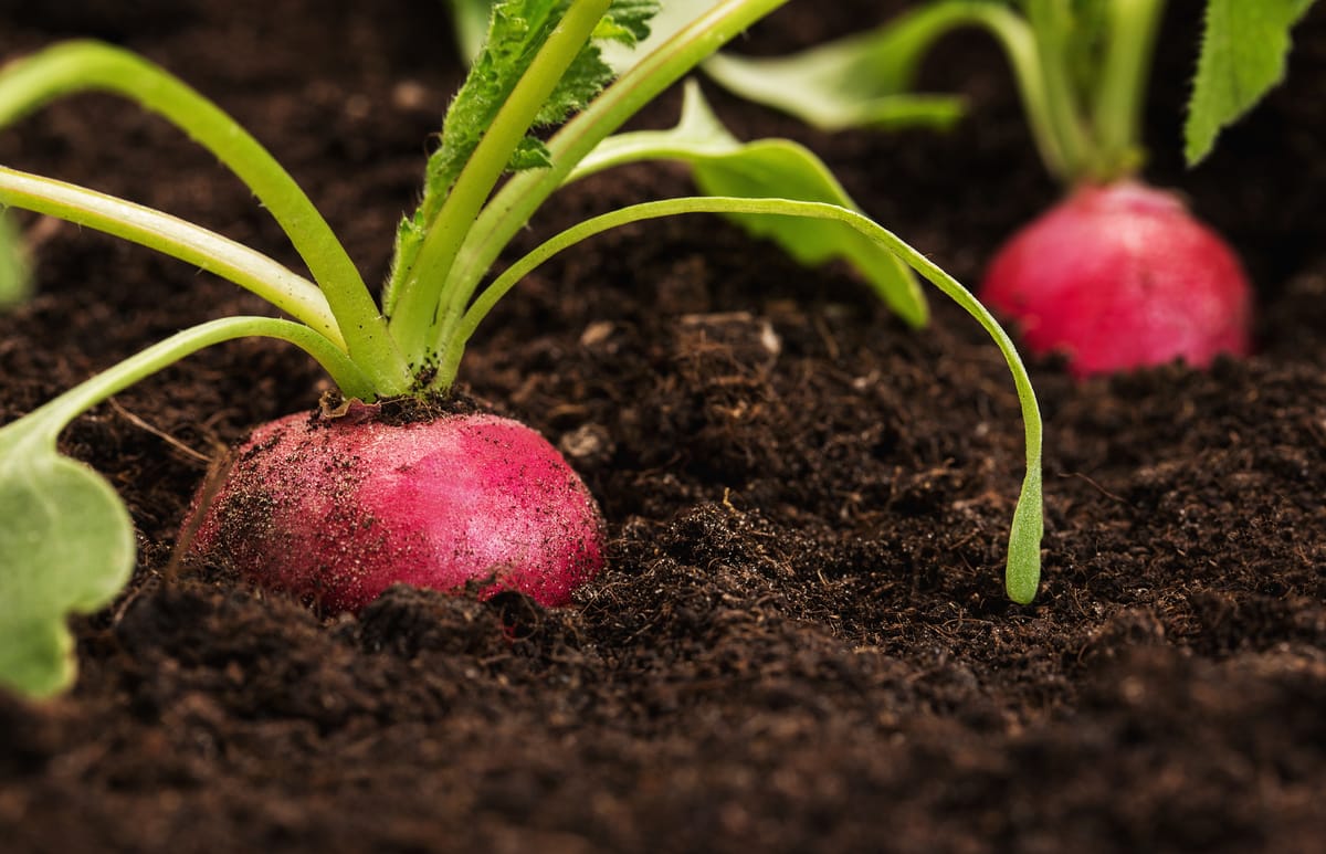 How to Store Radishes for Longevity: 11 Tips