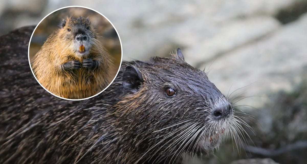 Uncle Sam Wants You To Eat These 5 Invasive Species (And They’re Apparently ‘Downright Delicious’)