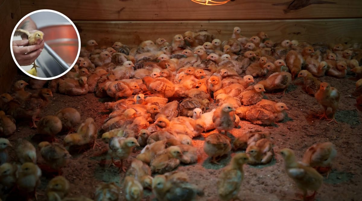 Animal shelter battles state over funding after thousands of chicks left in USPS truck