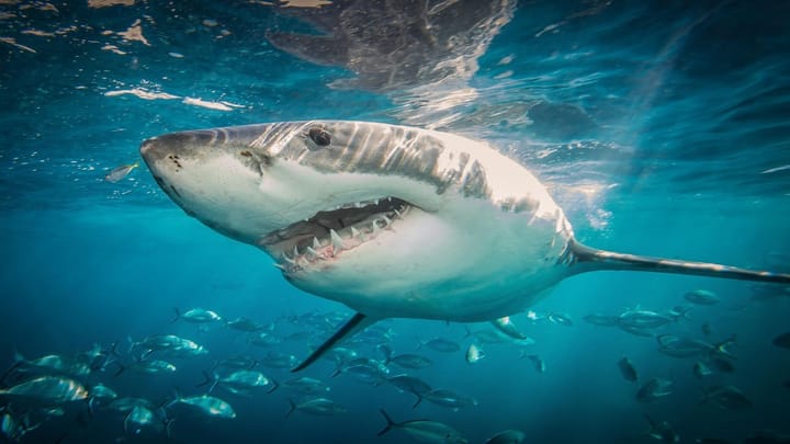Experts issue new warning as shark behavior drastically shifts US coast to coast